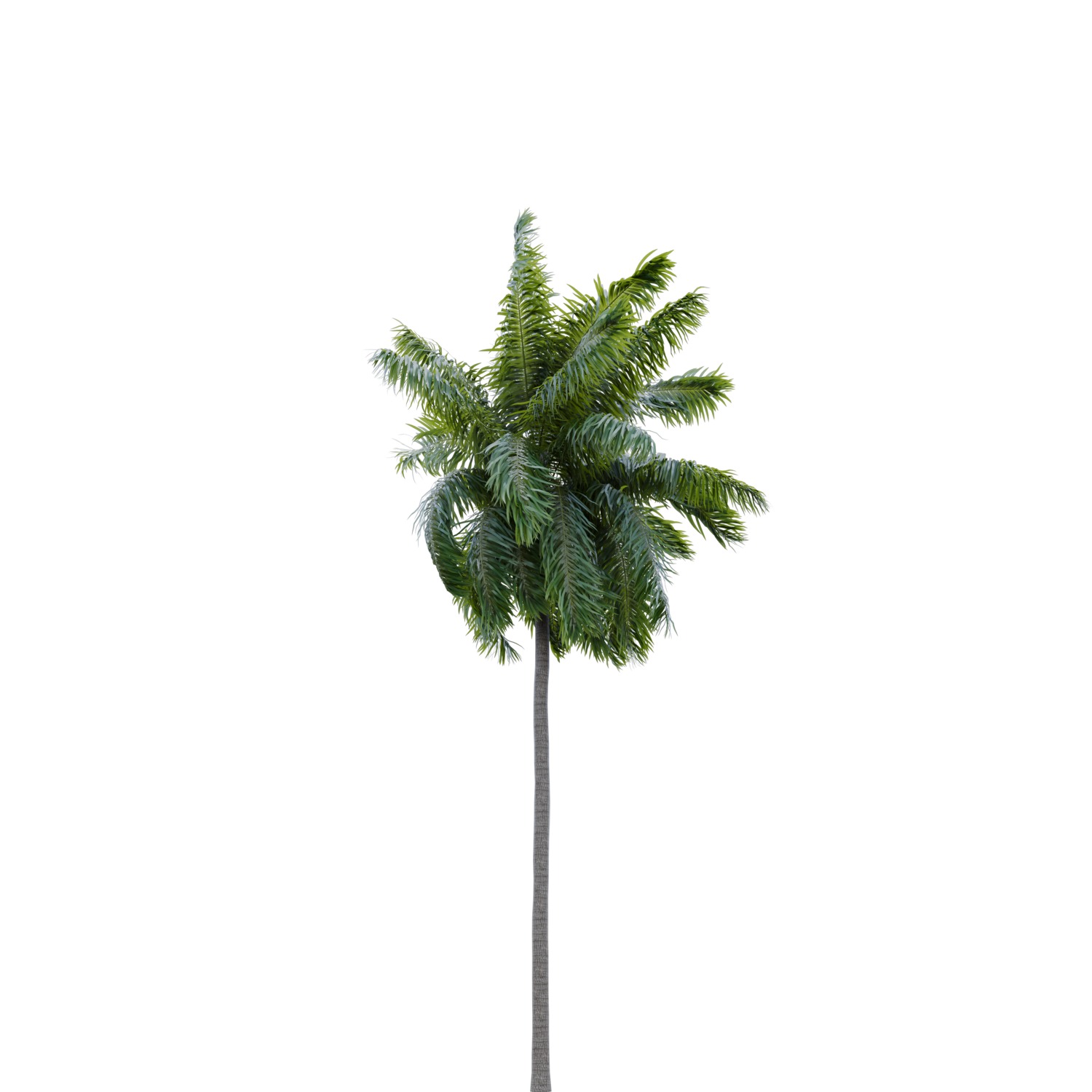 Elaeis guineensis palm 3D model_4