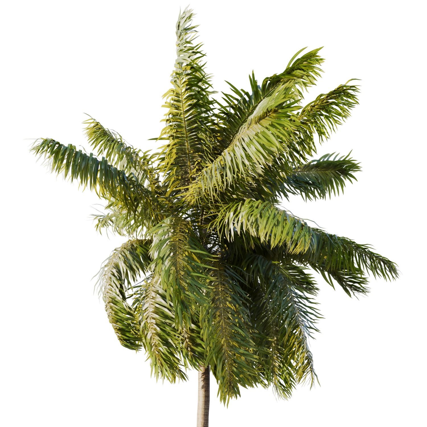 Elaeis guineensis palm 3D model_5