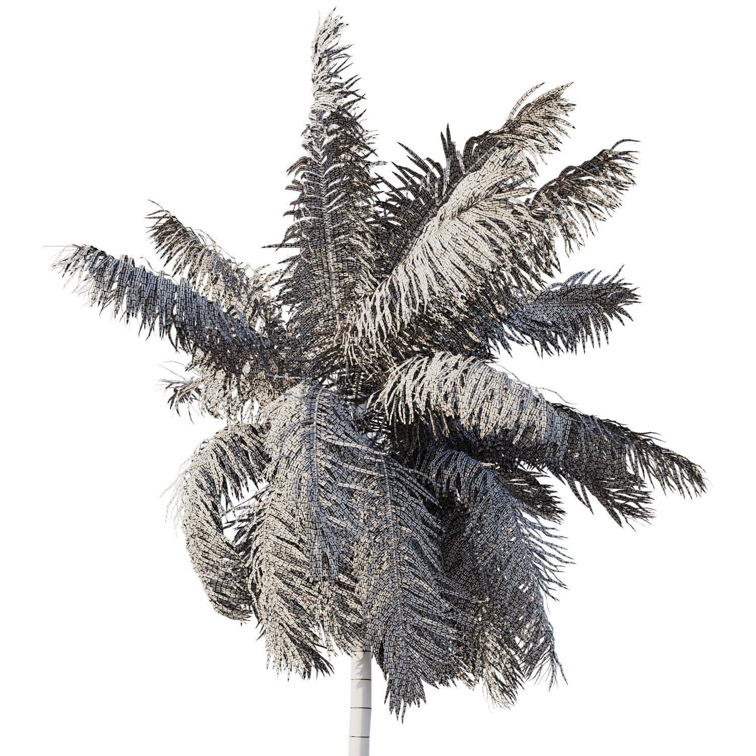Elaeis guineensis palm 3D model_6