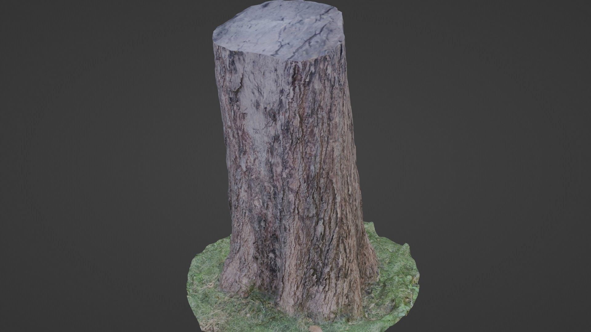 Trunk Scan 8k Low-poly 3D model_7