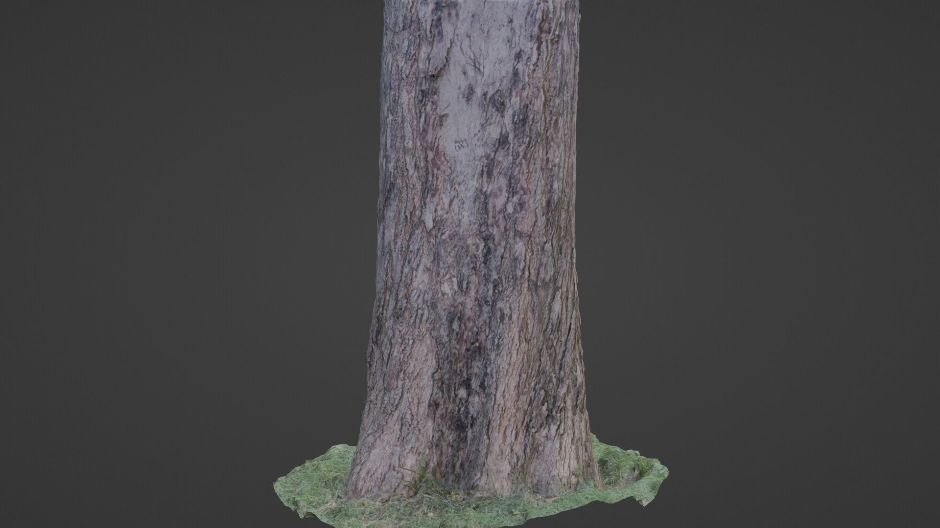 Trunk Scan 8k Low-poly 3D model_1