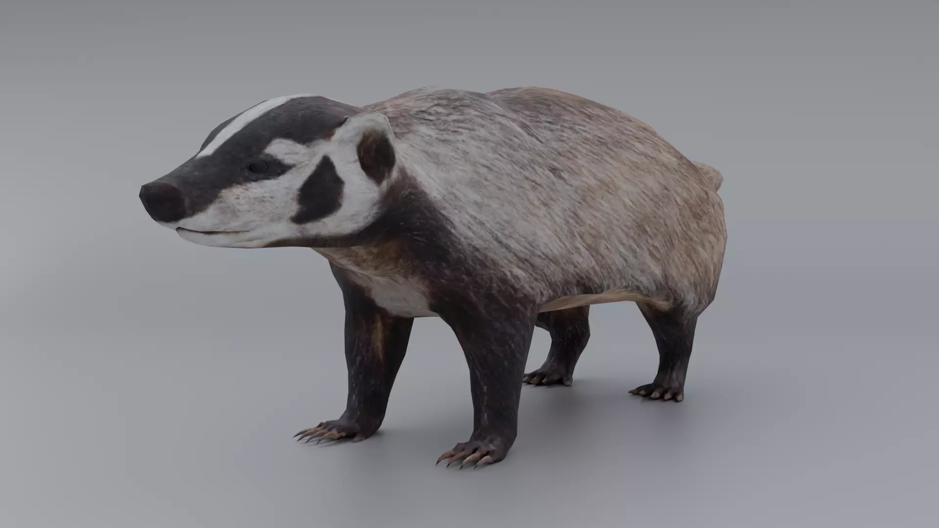 Badger Low-poly 3D model