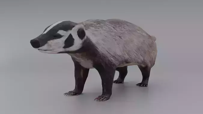 Badger Low-poly 3D model