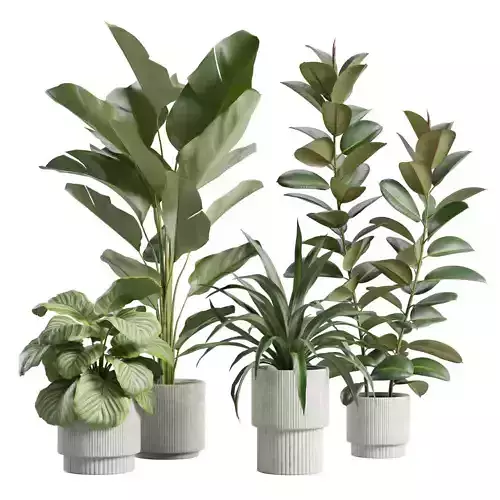 Indoor Plants Pack 81