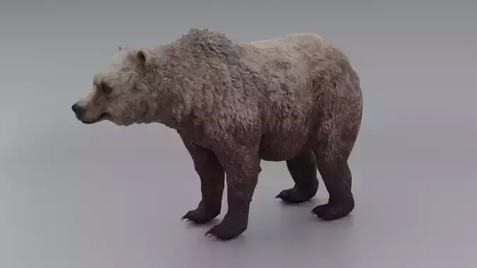 lowpoly Bear