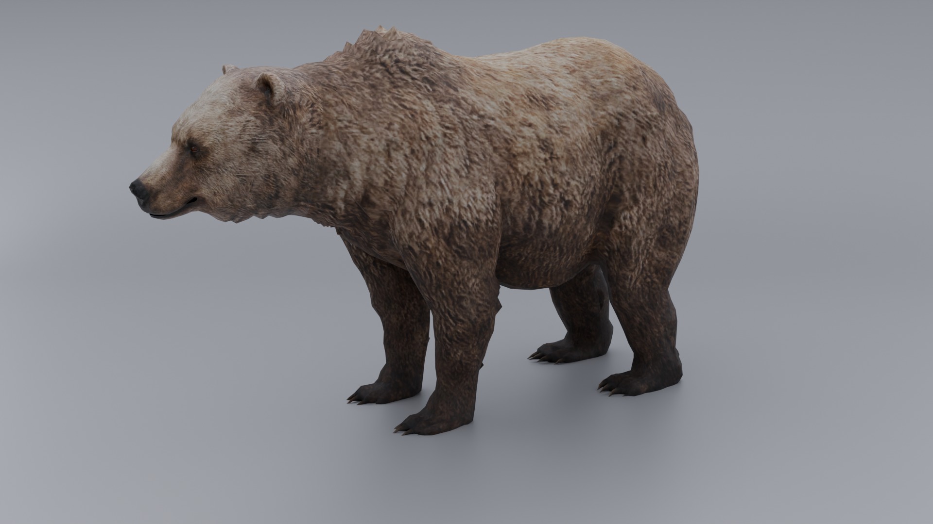 lowpoly Bear Low-poly 3D model_5