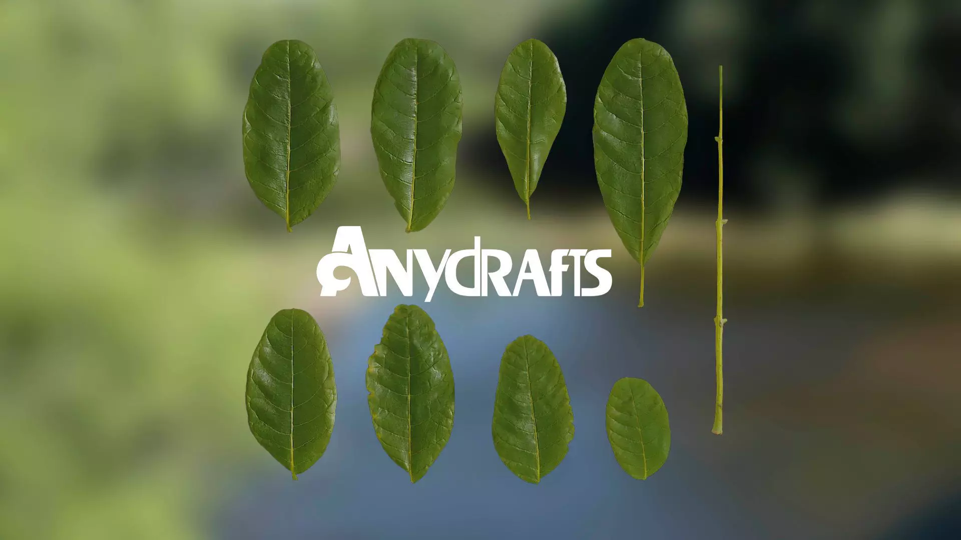 Kigelia Africana Leaf Texture_0