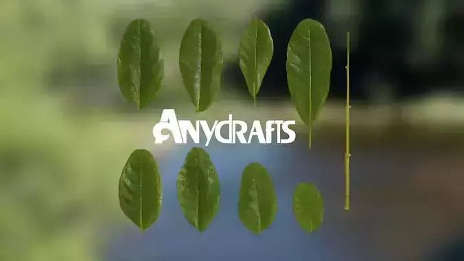 Kigelia Africana Leaf 