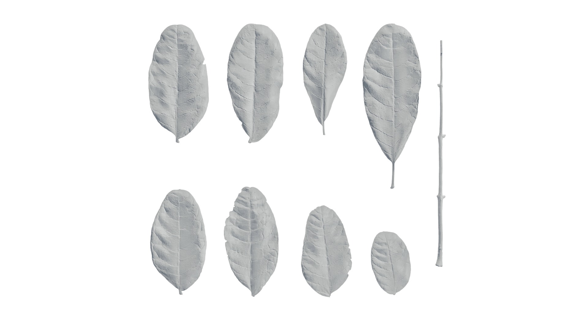 Kigelia Africana Leaf Texture_2