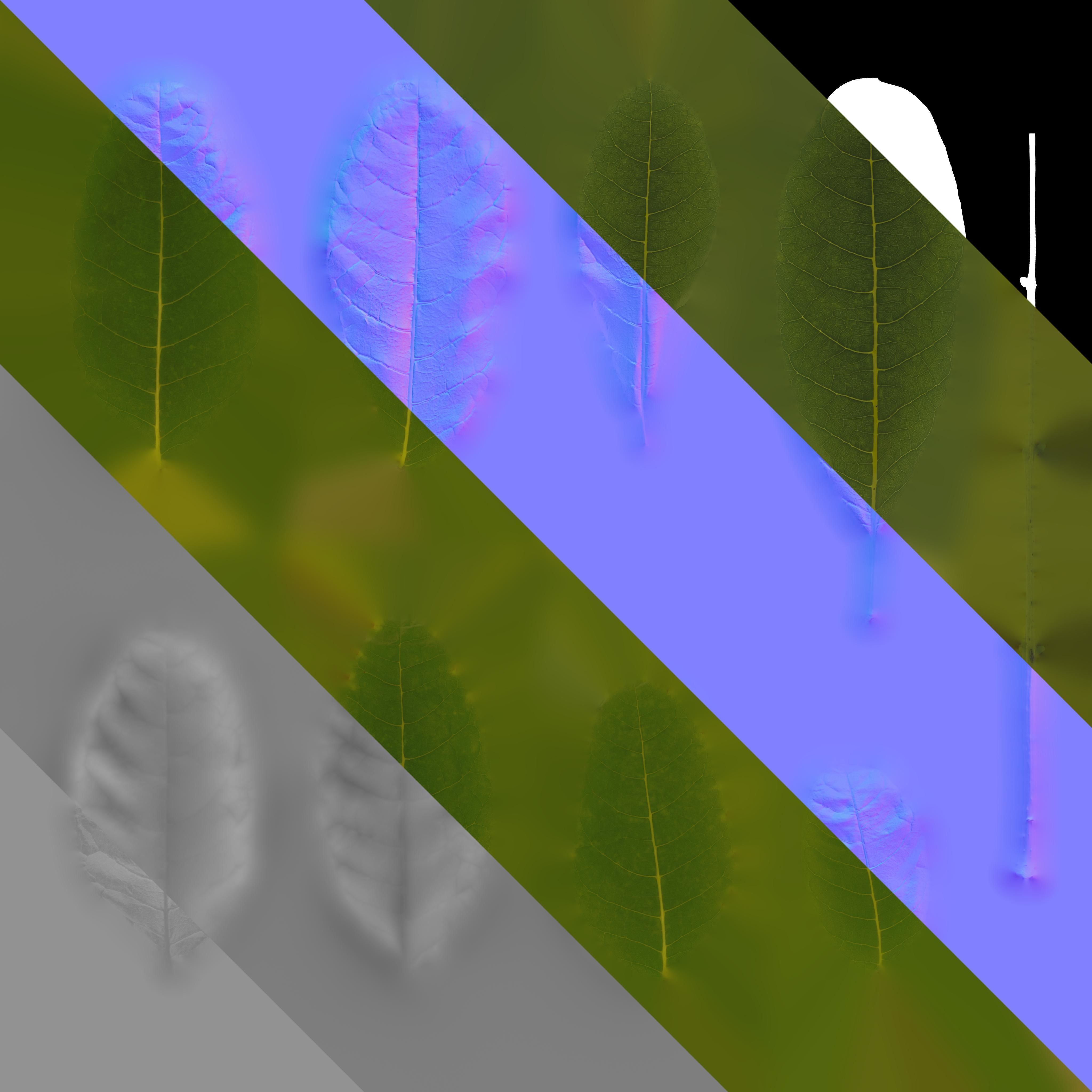 Kigelia Africana Leaf Texture_1