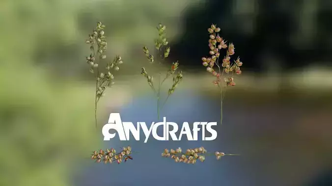 Sorghum Bicolor Fruit