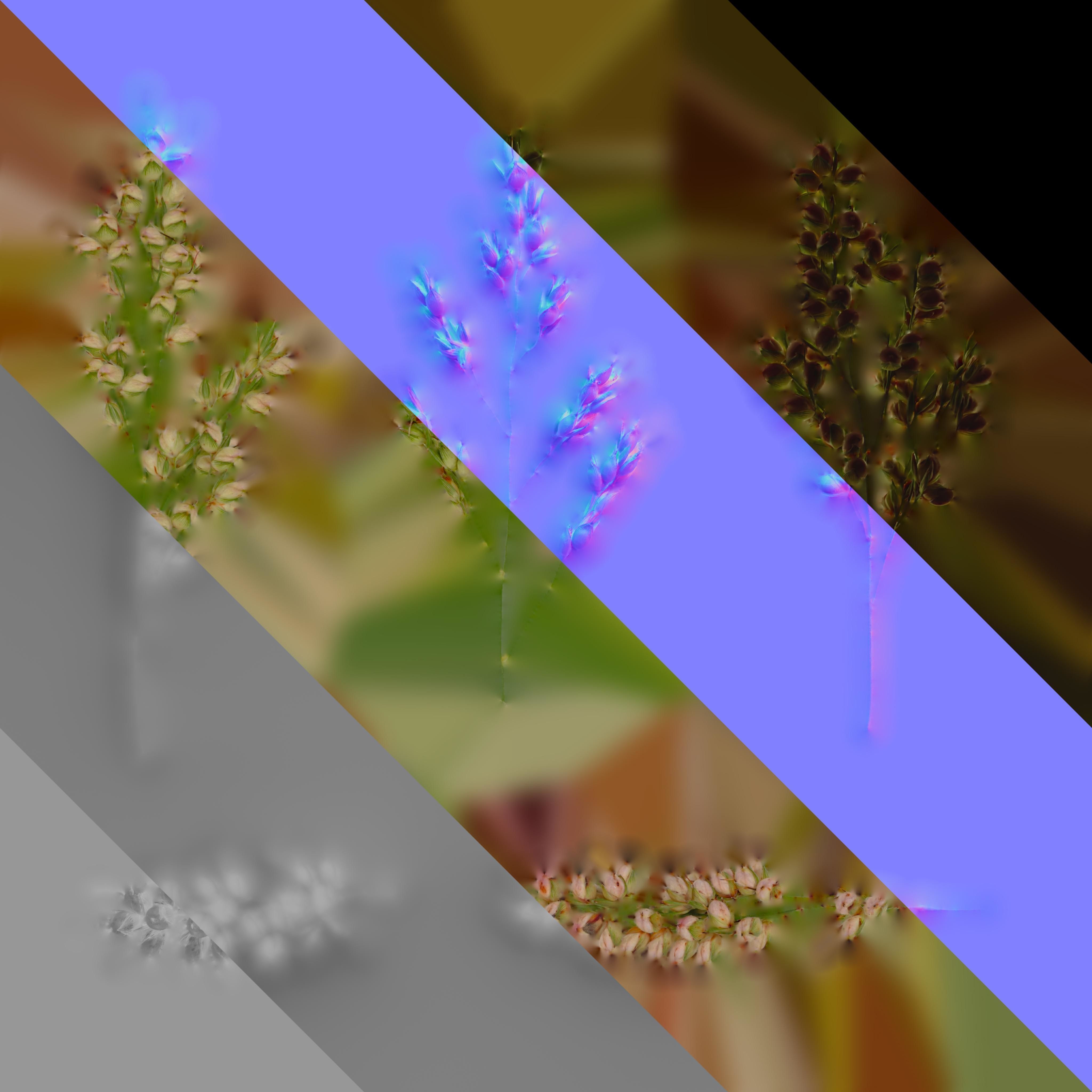 Sorghum Bicolor Fruit Texture_1