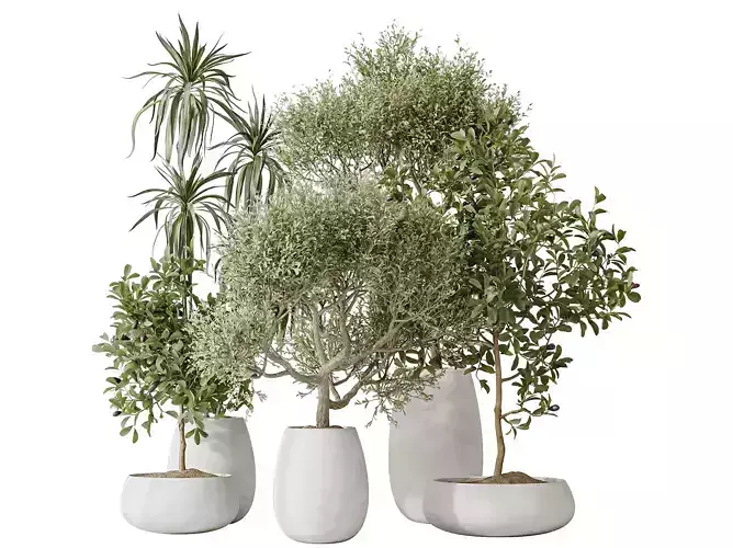 Indoor plants set 133 Olive and Aquatica and Lemon Lime Dragon