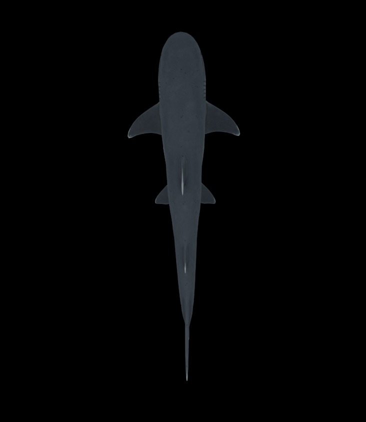 Reef Shark Low-poly 3D model_5