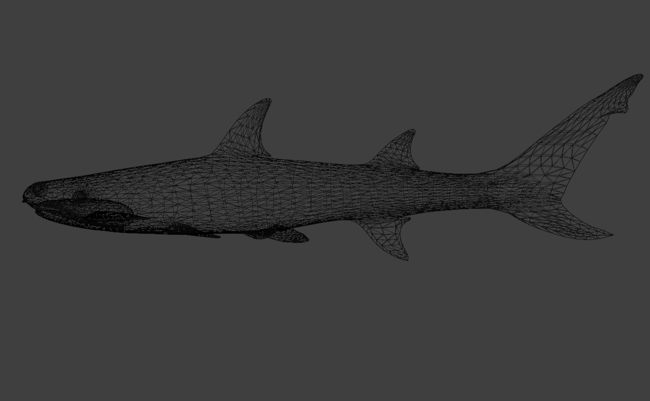 Reef Shark Low-poly 3D model_11