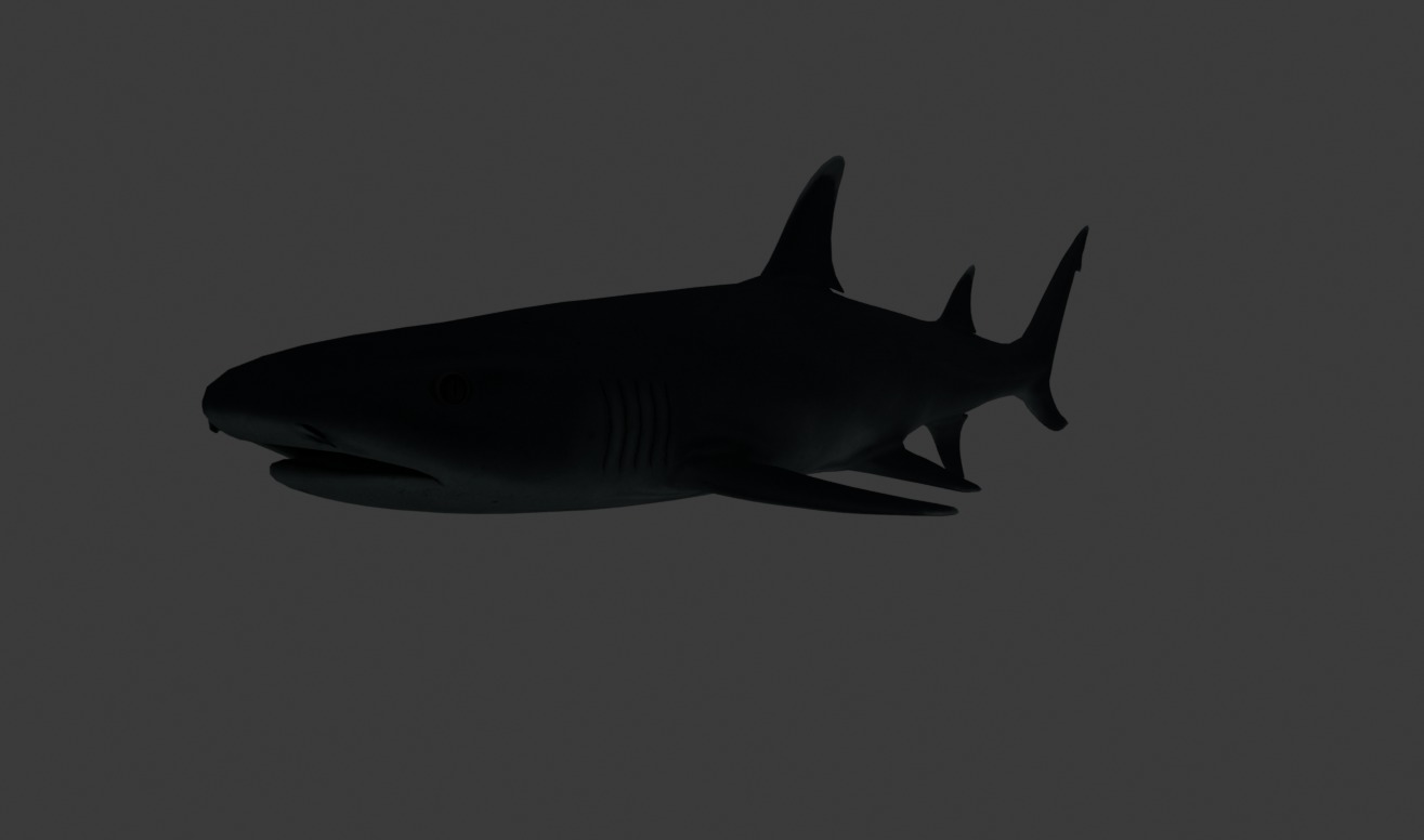 Reef Shark Low-poly 3D model_14