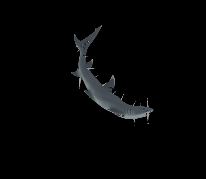 Reef Shark Low-poly 3D model_10