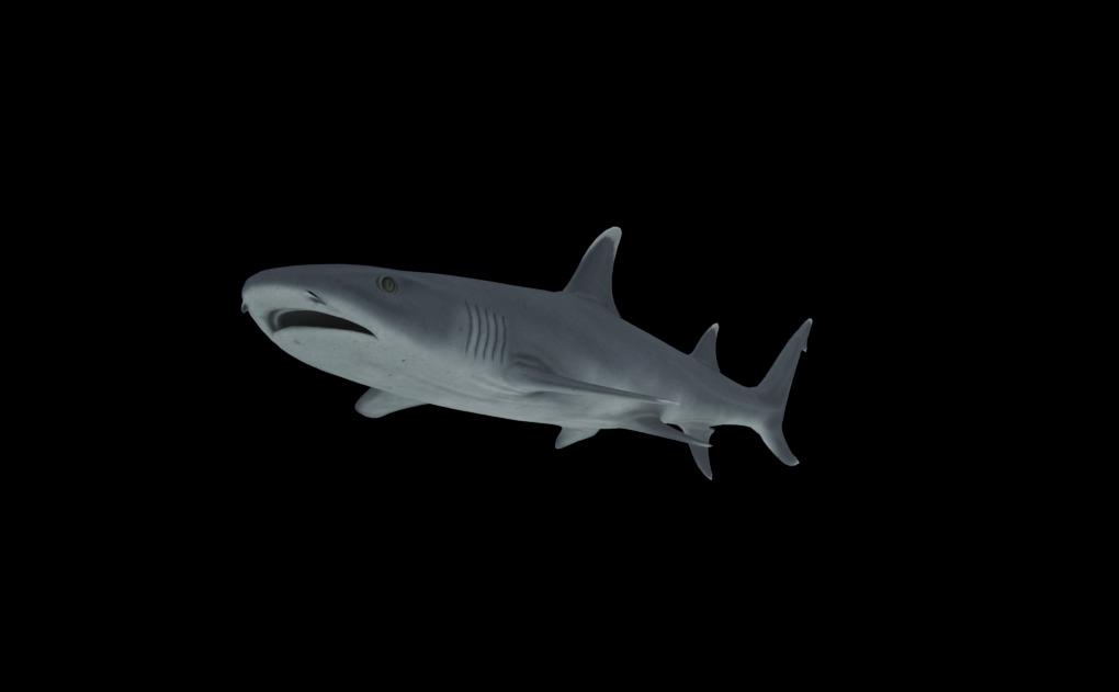 Reef Shark Low-poly 3D model_4