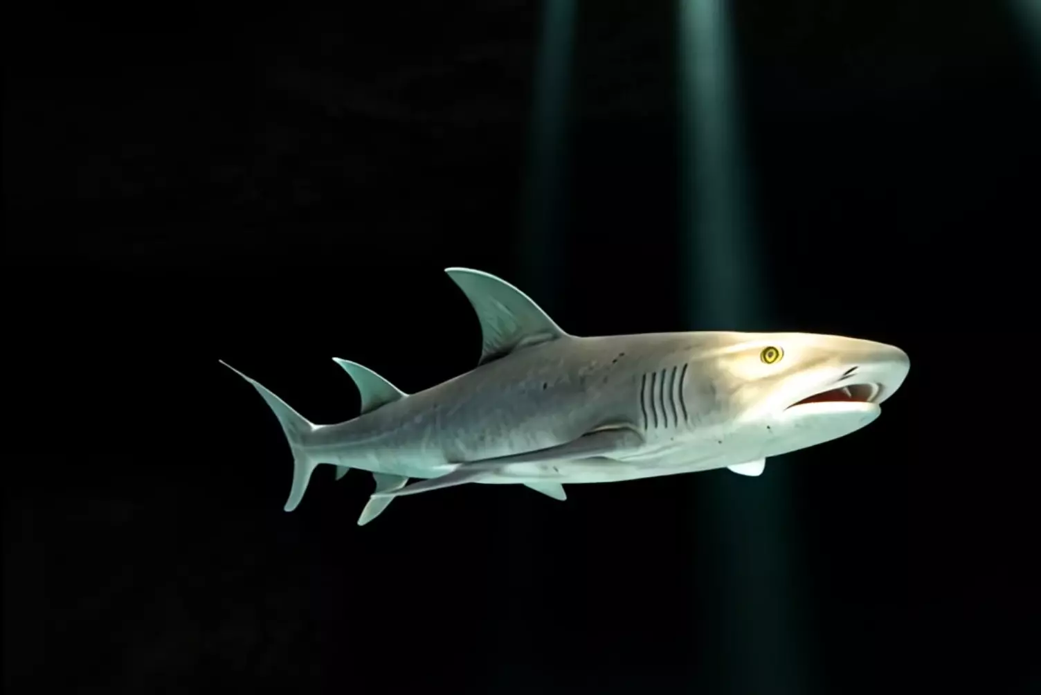 Reef Shark Low-poly 3D model_0