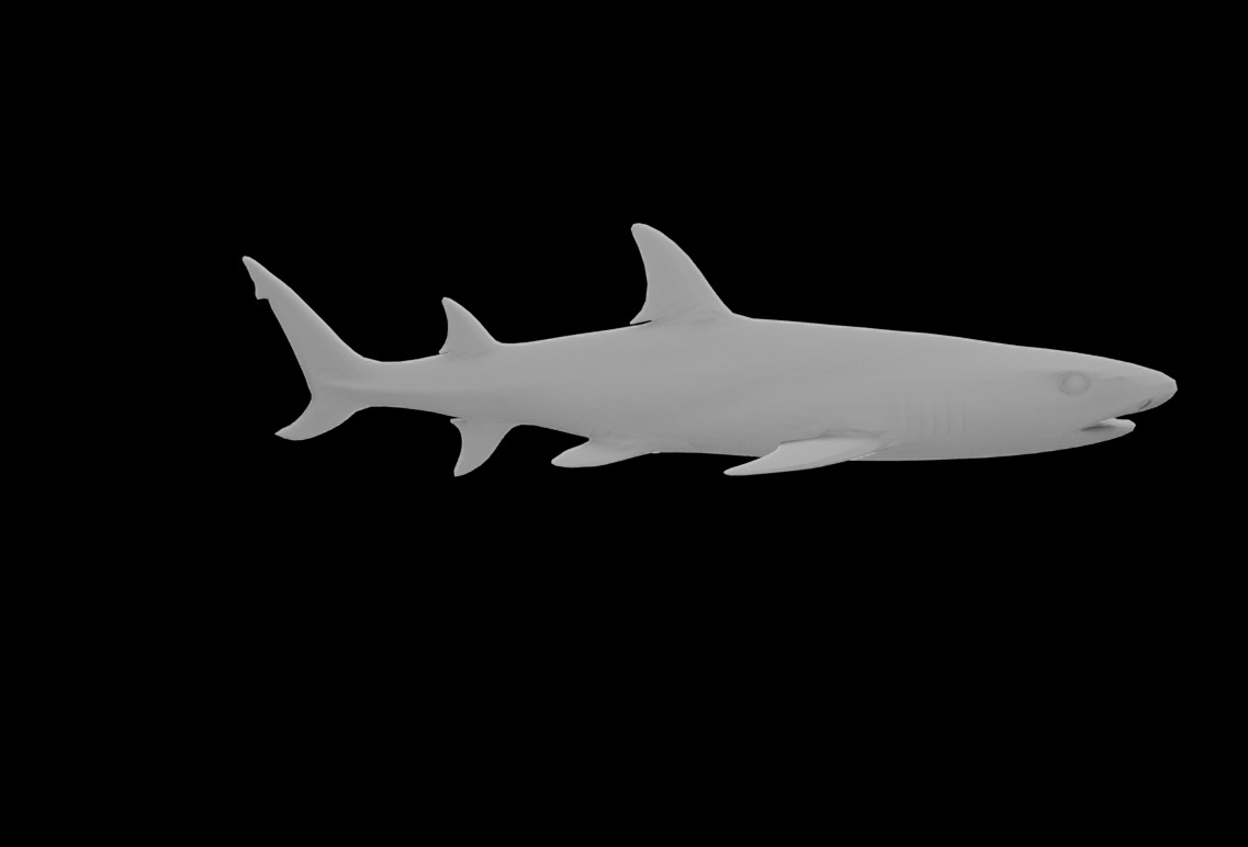 Reef Shark Low-poly 3D model_12