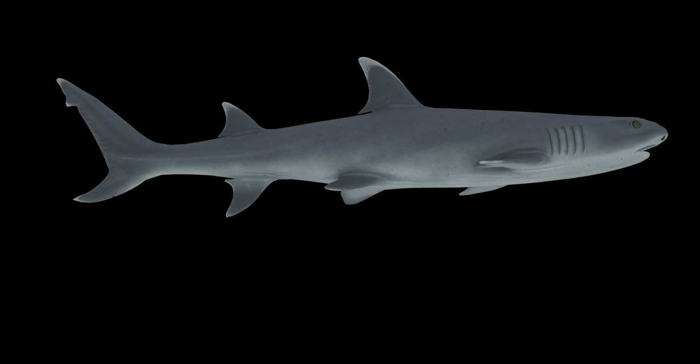 Reef Shark Low-poly 3D model_2