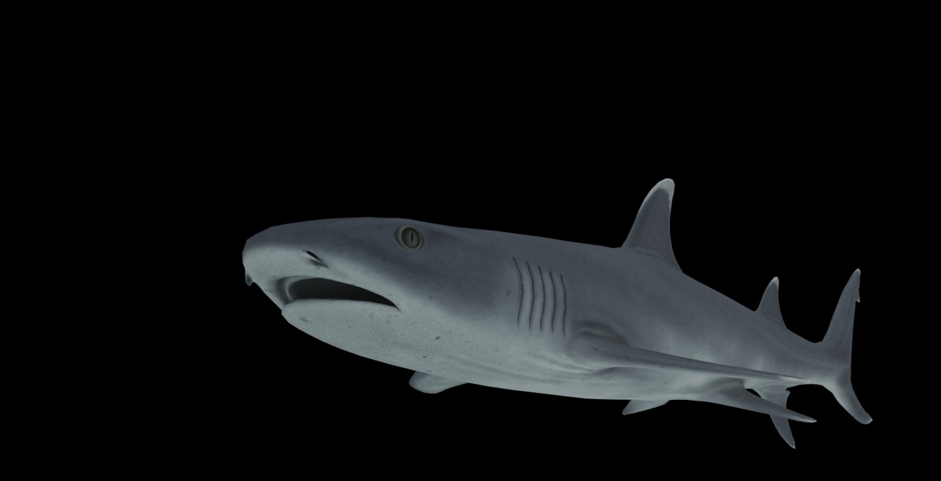 Reef Shark Low-poly 3D model_7