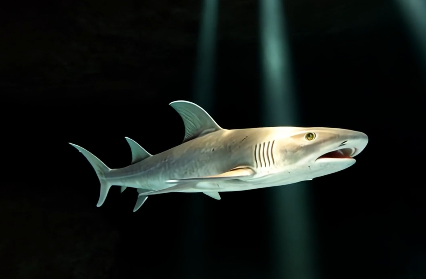 Reef Shark Low-poly 3D model_1