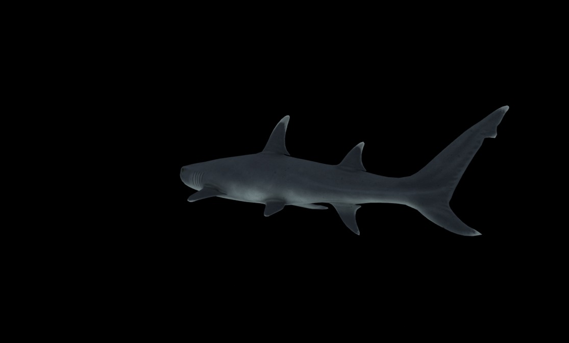 Reef Shark Low-poly 3D model_8