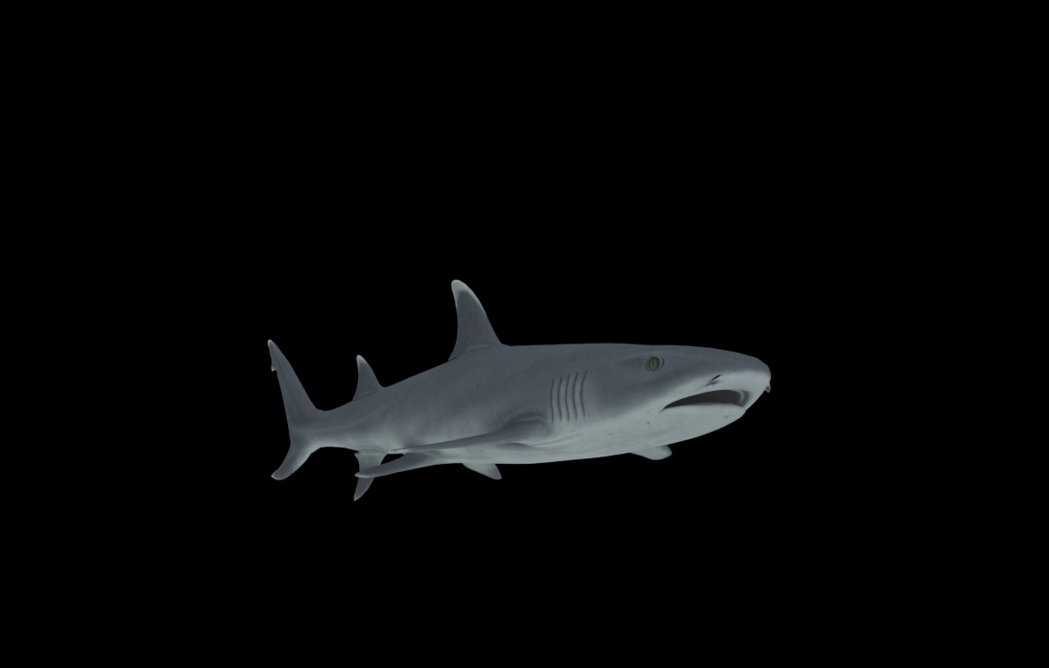 Reef Shark Low-poly 3D model_3