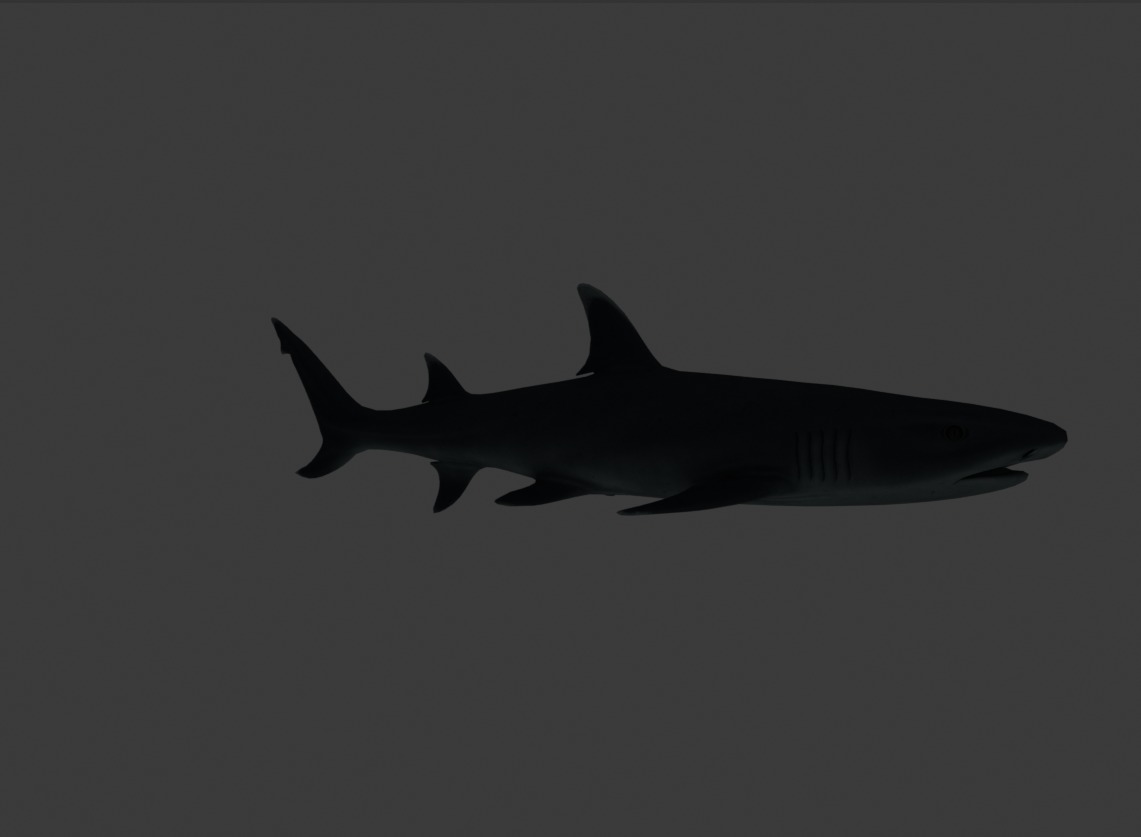 Reef Shark Low-poly 3D model_13