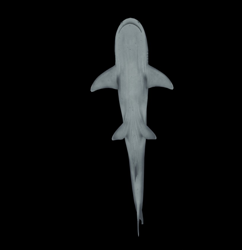 Reef Shark Low-poly 3D model_6