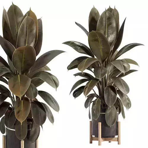 Rubber Plant with Modern Wooden Stand