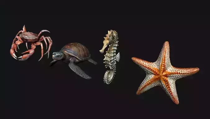 Sea Animals 3D model