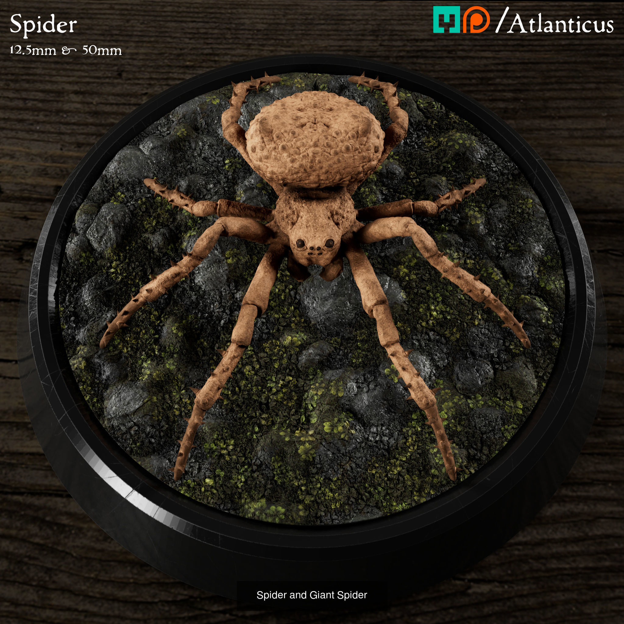 Female Human Druid - Calista Ravenswood - BUNDLE 3D Model Collection_3