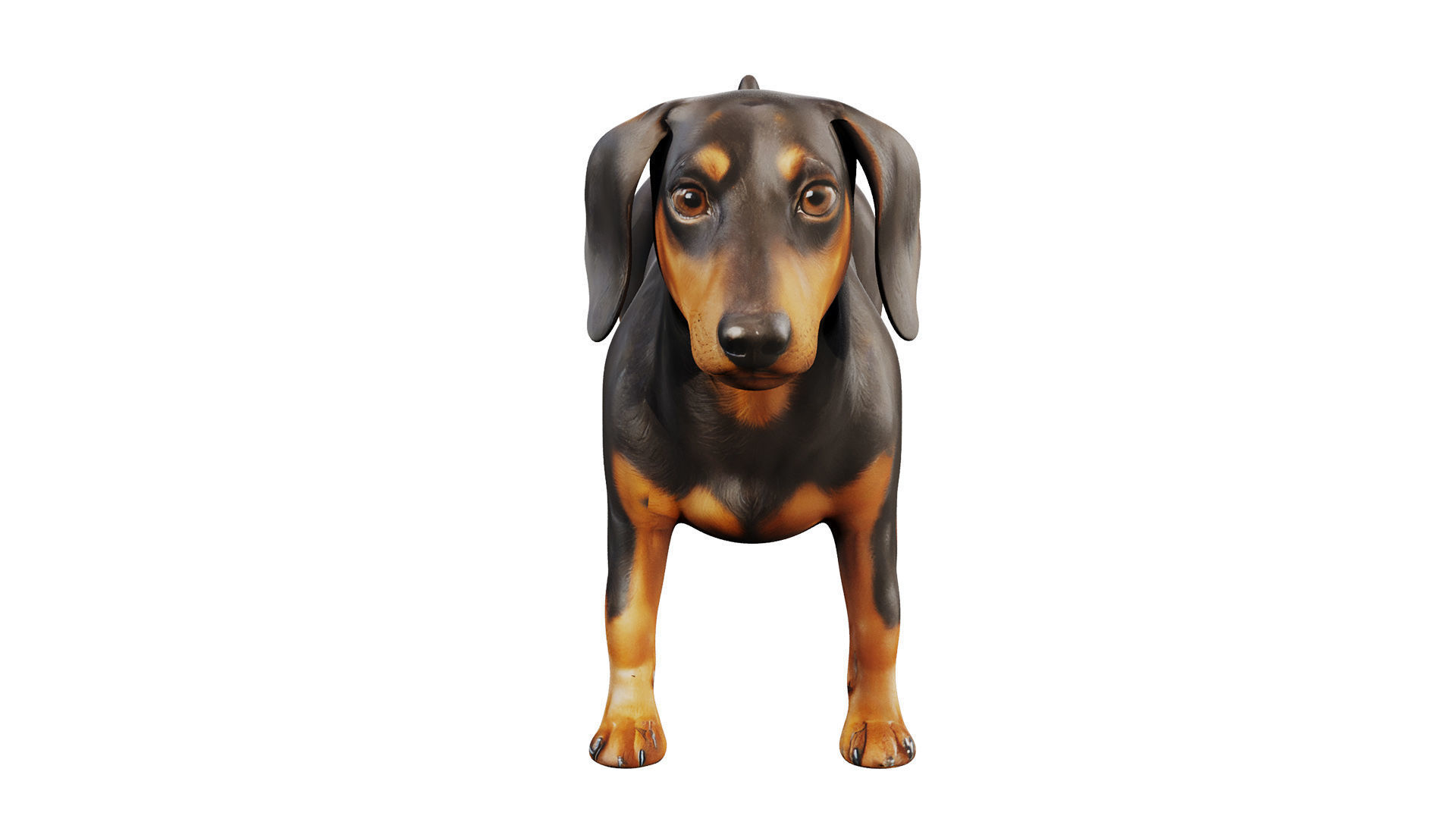 dachshund Low-poly 3D model_2