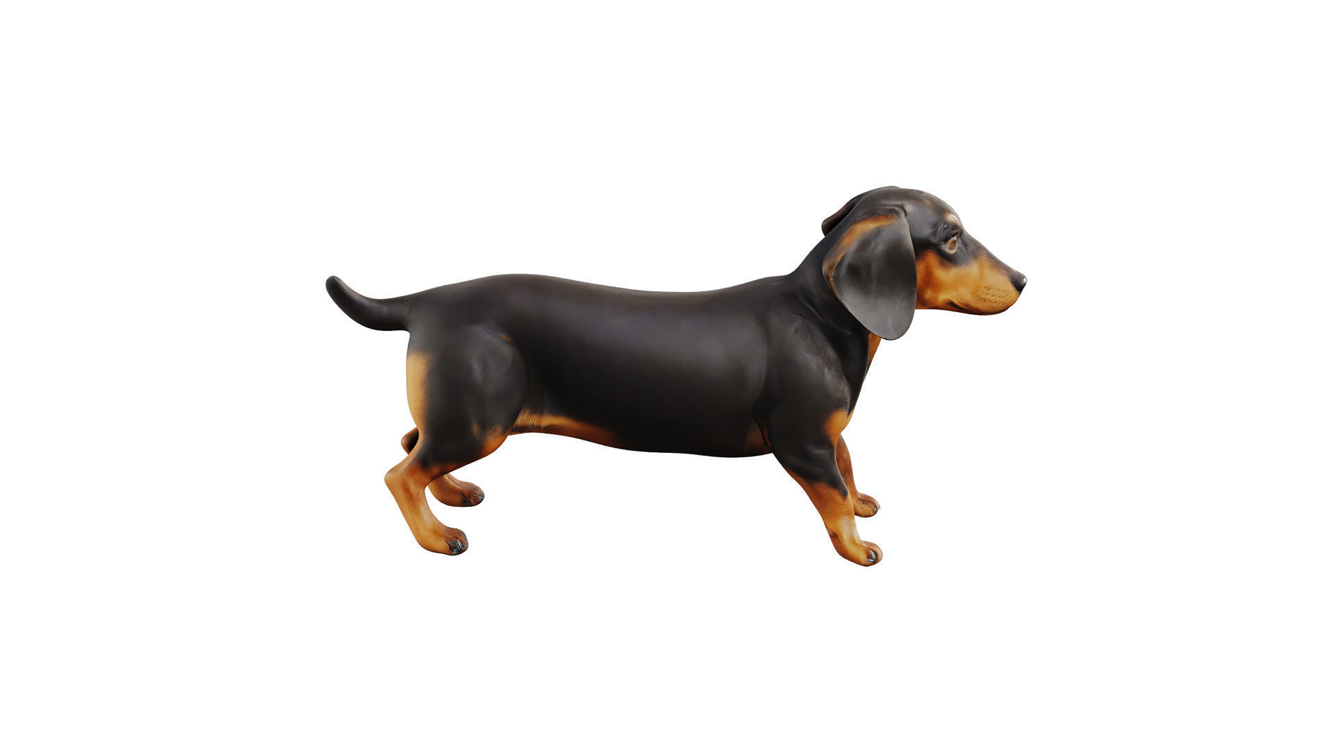 dachshund Low-poly 3D model_1