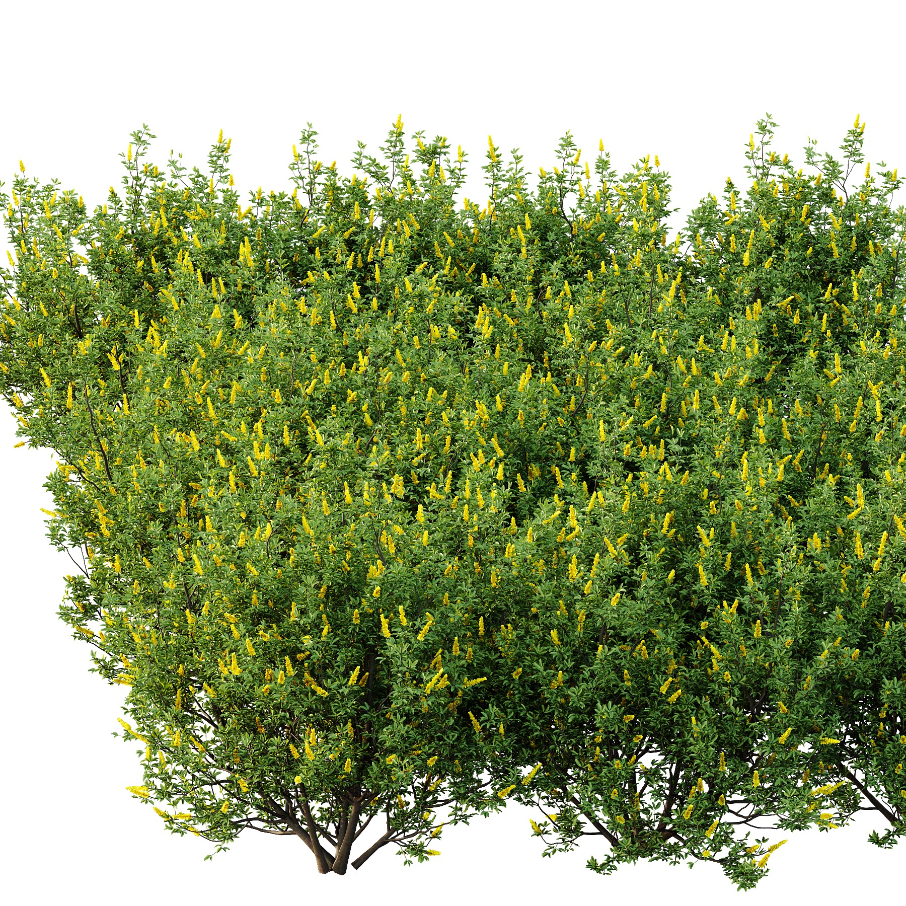 Argyrocytisus battandieri 03 3D model_2