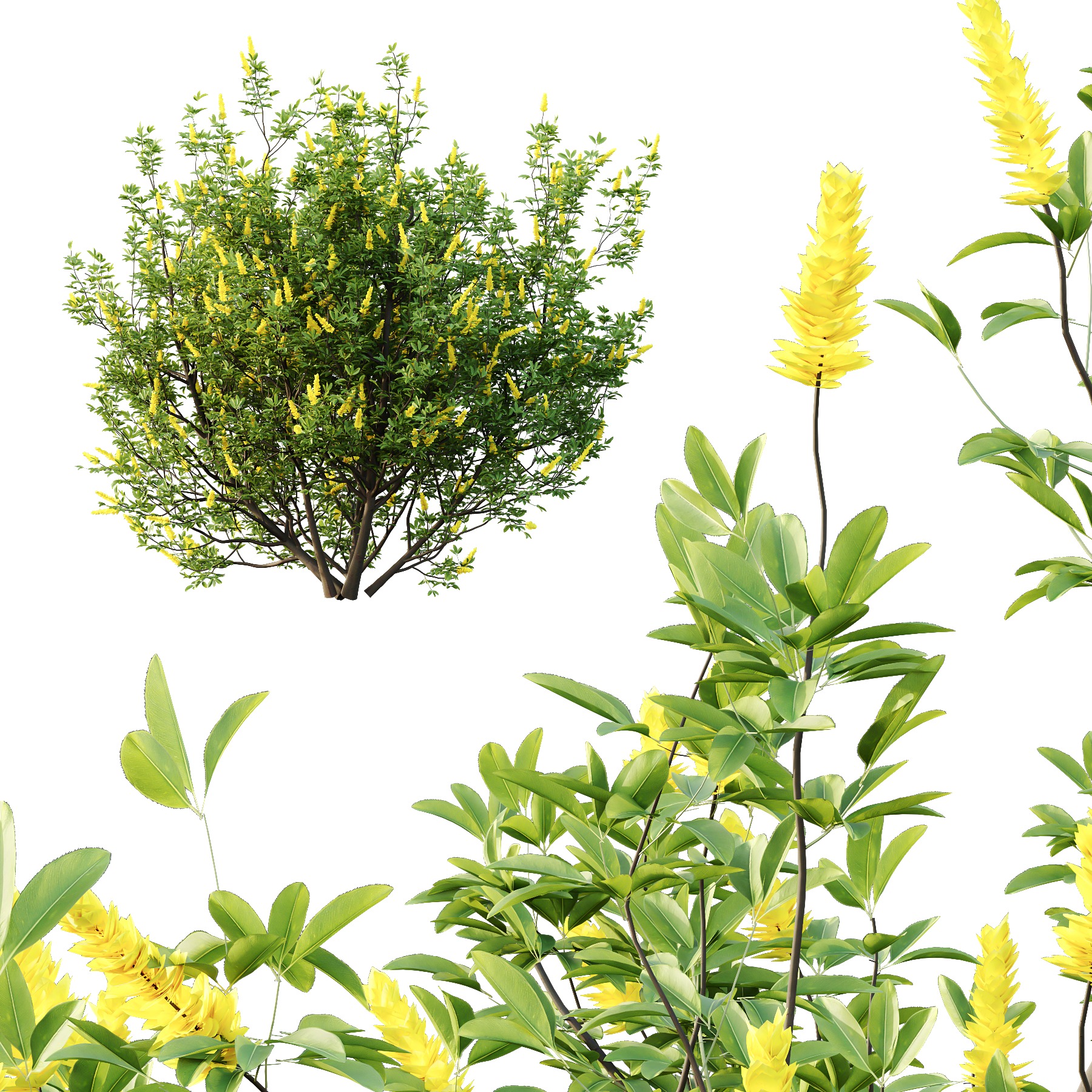 Argyrocytisus battandieri 03 3D model_1