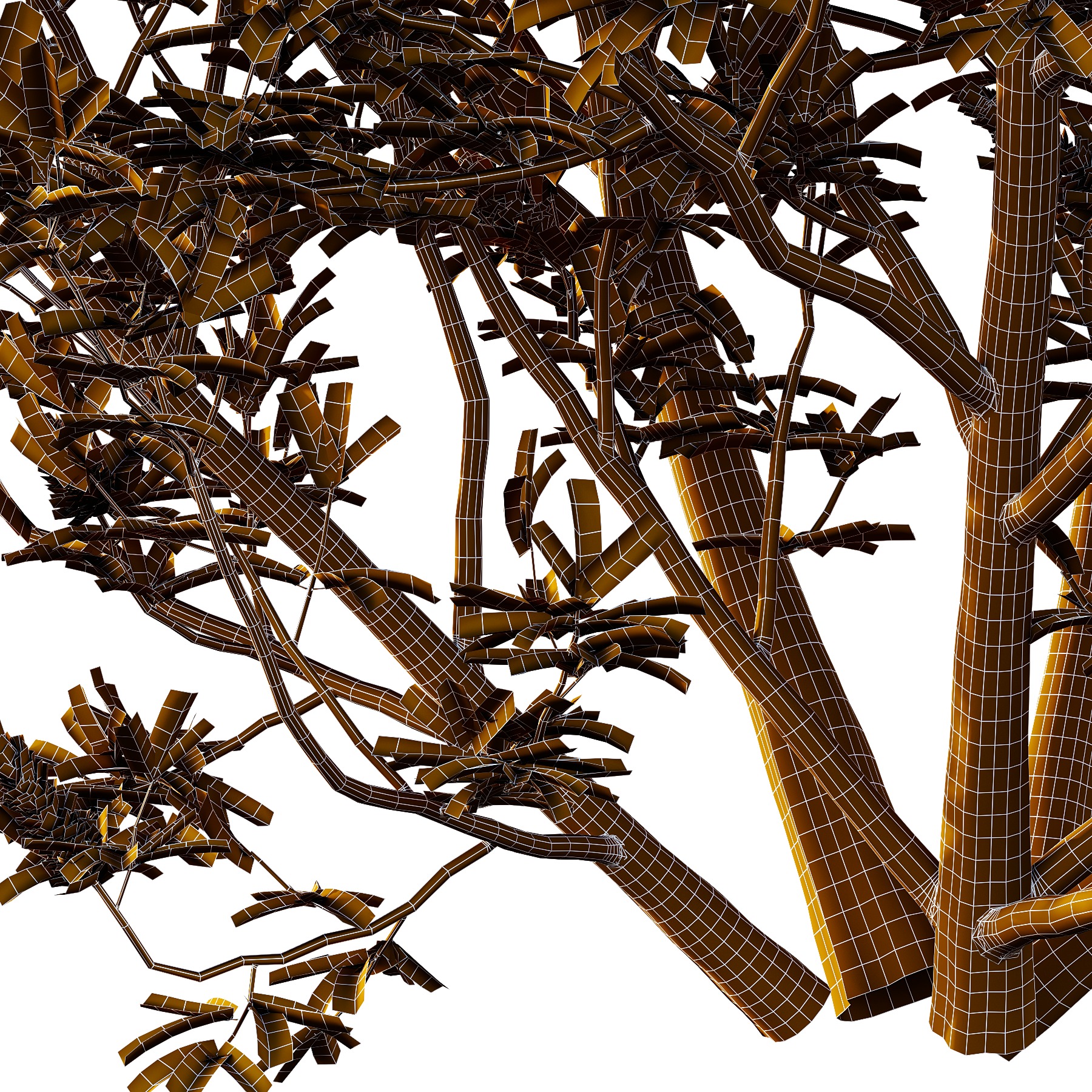 Argyrocytisus battandieri 03 3D model_3