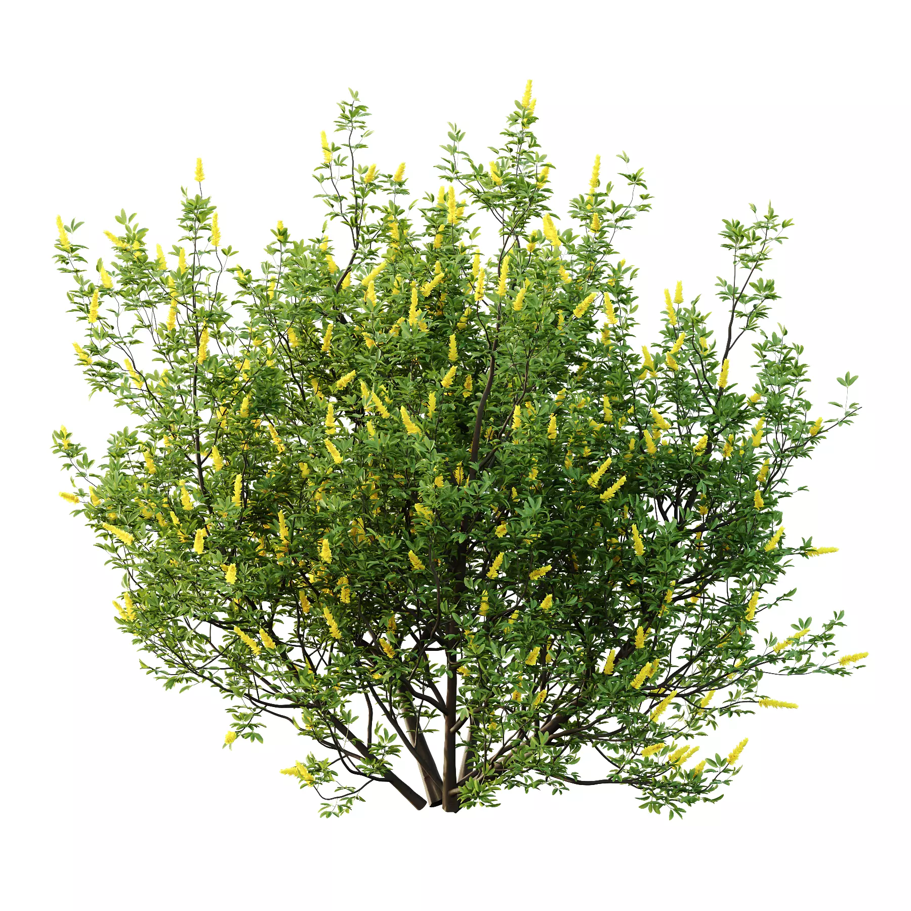 Argyrocytisus battandieri 03 3D model_0