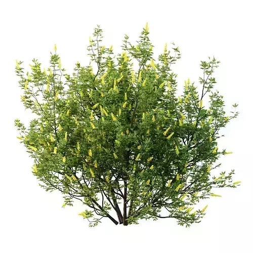Argyrocytisus battandieri 03 3D model