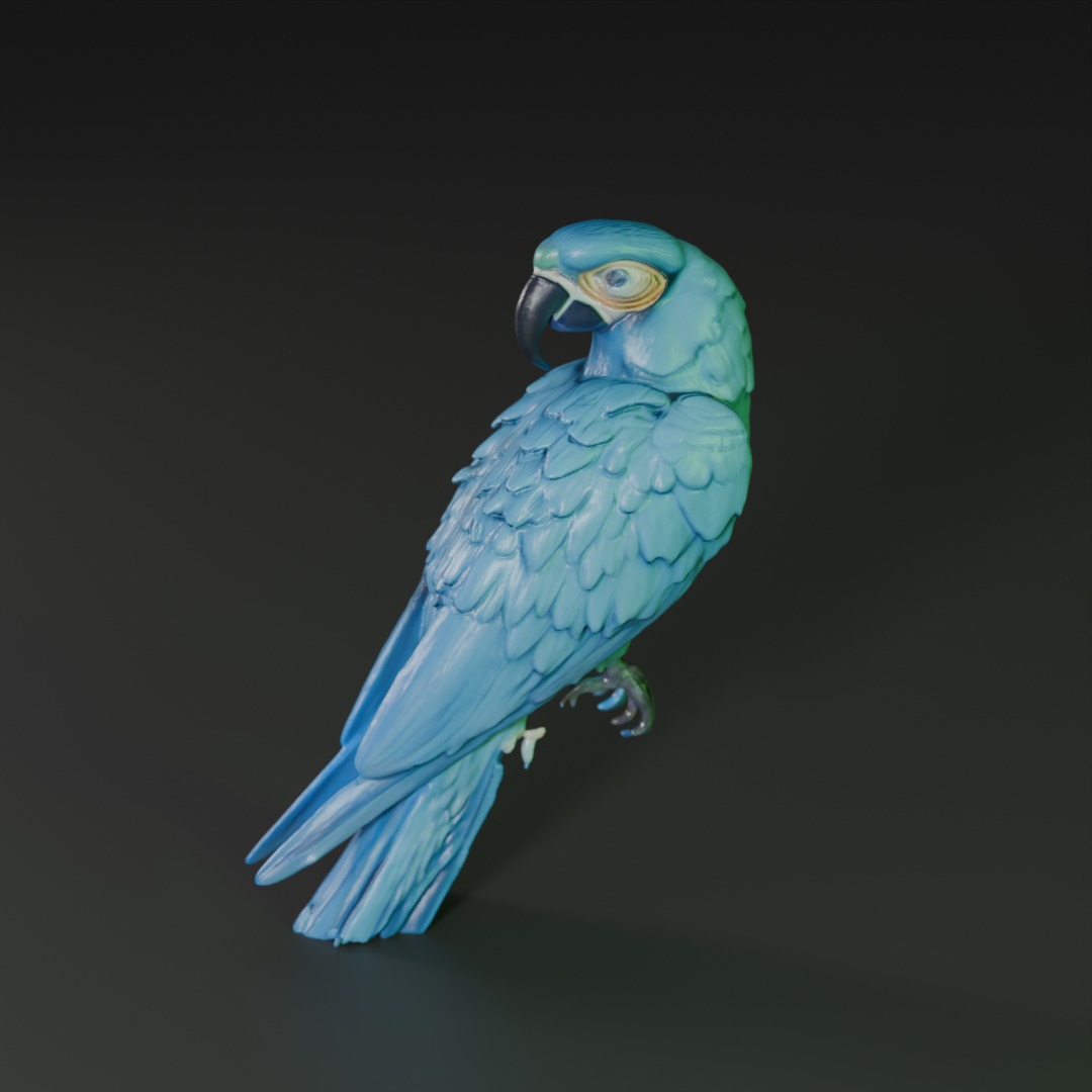 blue macaw 3D model_2