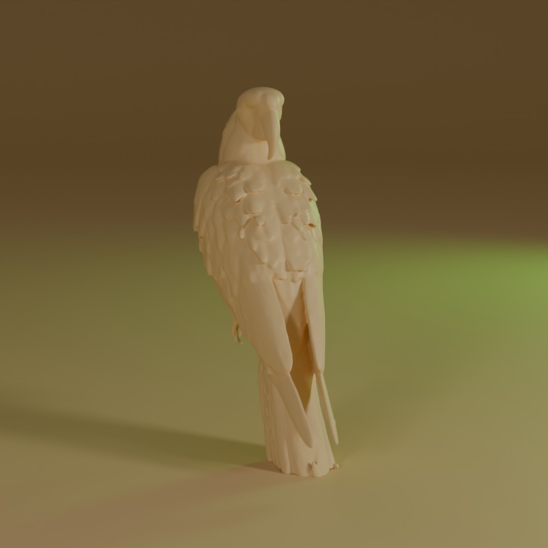 blue macaw 3D model_5