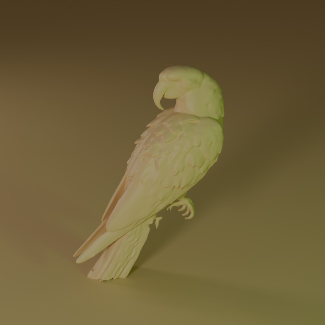 blue macaw 3D model_3