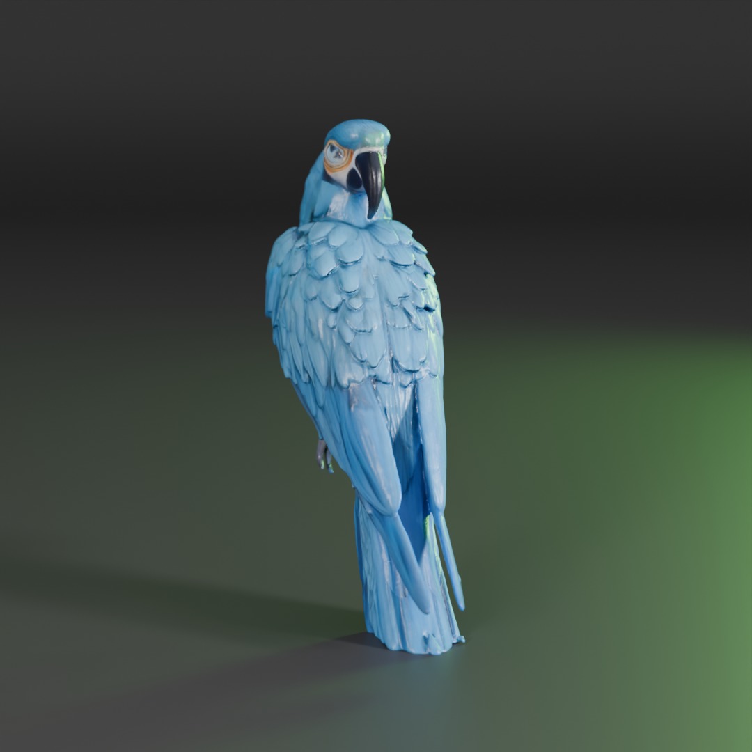 blue macaw 3D model_4