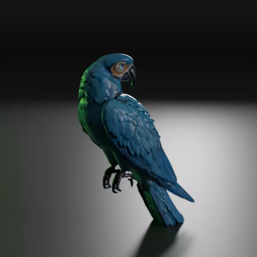 blue macaw 3D model_0