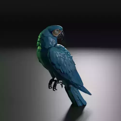 blue macaw