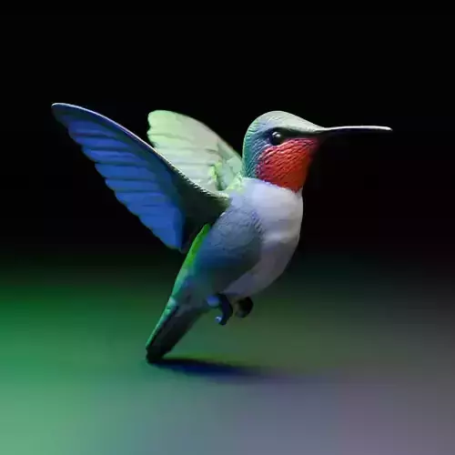 hummingbird