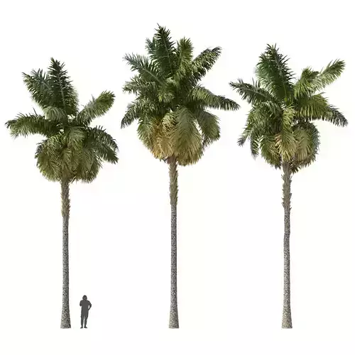 Elaeis guineensis palm 02 3D model