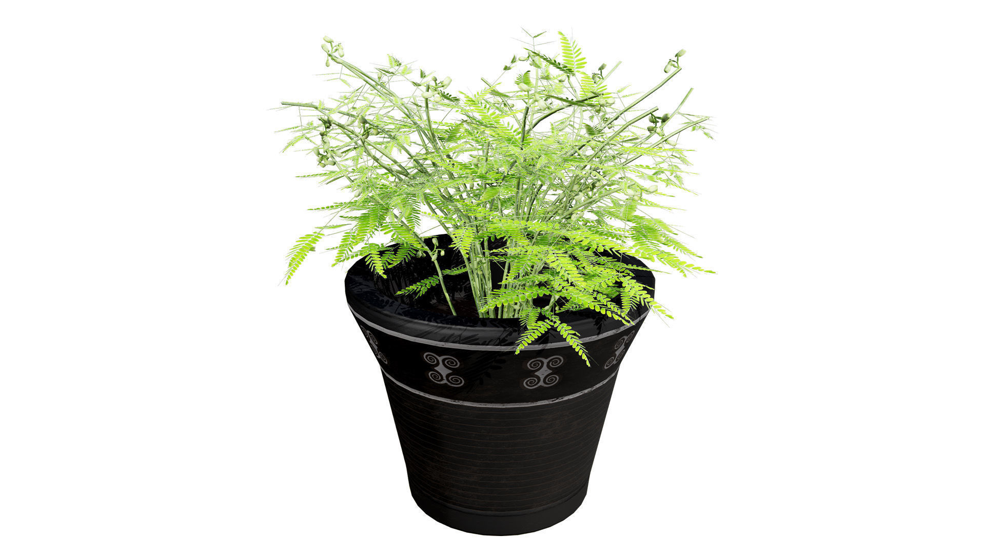 Mimosa Potted Plant 3D Model Low-poly 3D model_8